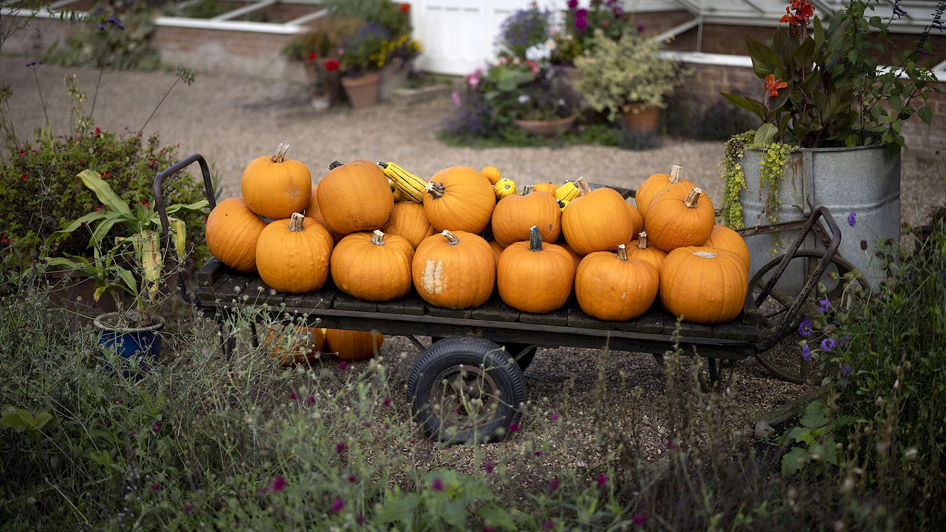 Autumn Fair Image