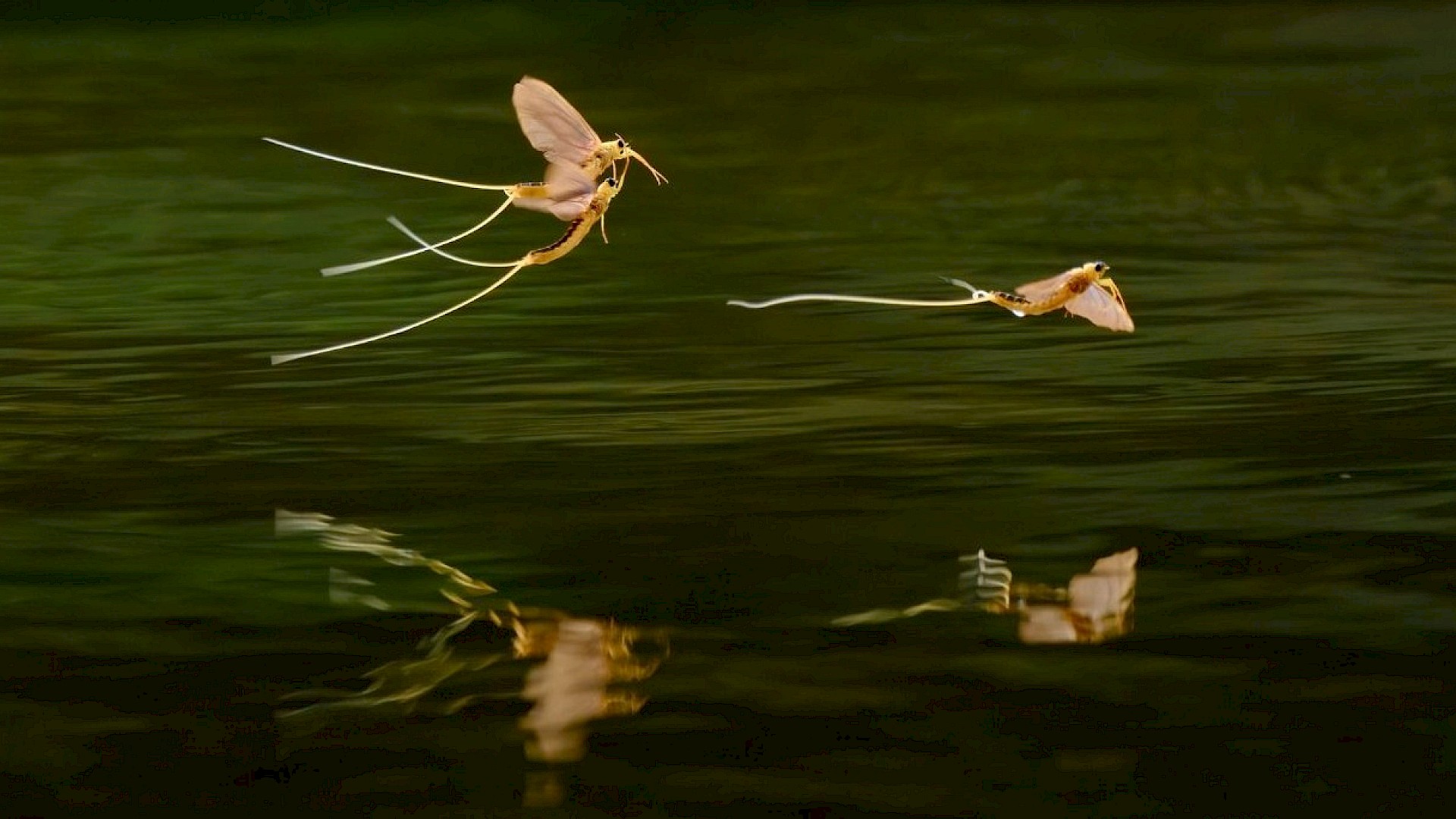 The Secret River "Fairies" of Godinton Image
